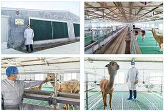 羊駝免疫（VHH）活動推廣月，探索納米抗體新科技！