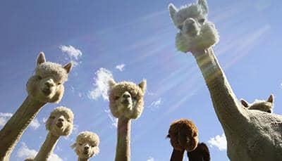 盤點(diǎn)納米抗體的抗原類型-普健生物