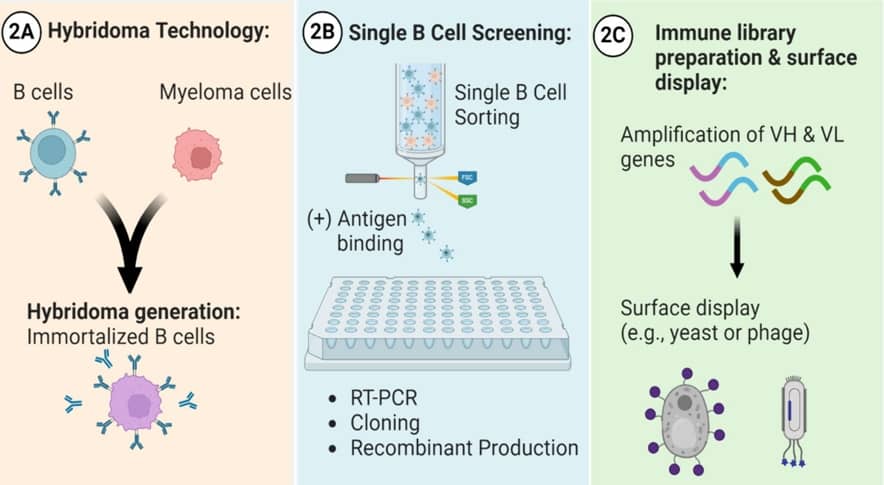 盤點那些常規的單克隆抗體生產技術