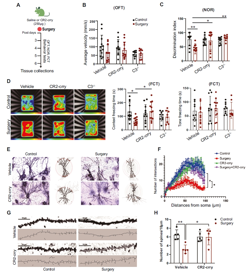 C3阻斷緩解了PND小鼠模型中的認(rèn)知衰退