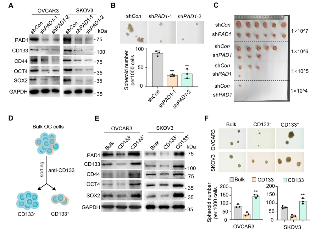 PAD1增加OC細胞的腫瘤起始能力