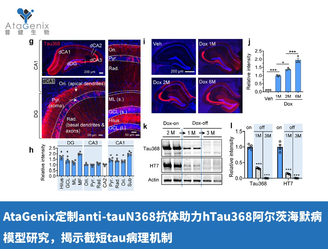 AtaGenix定制anti-tauN368抗體助力hTau368阿爾茨海默病模型研究，揭示截短tau病理機制