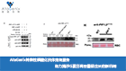 AtaGenix特異性磷酸化抗體定制服務助力揭示G蛋白調控番茄生長的新機制