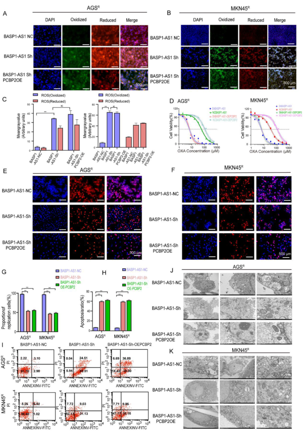 BASP1-AS1通過(guò)PCBP2調(diào)控通路抑制GC細(xì)胞鐵死亡